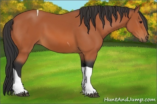 Horse Color:Bay Sabino Tobiano