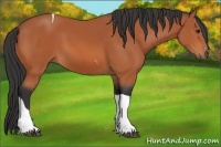 Horse Color:Bay Sabino Tobiano