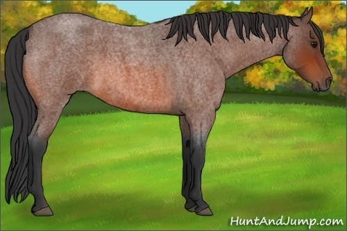 Horse Color:Bay Roan Sabino