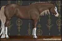 Horse Color:White Spotted Liver Chestnut Sabino Splash 