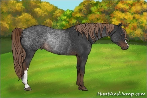 Horse Color:Liver Chestnut Rabicano 