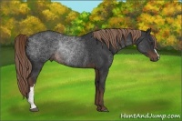 Horse Color:Liver Chestnut Rabicano 