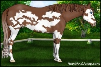 Horse Color:Chestnut Splash Frame
