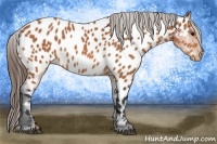 Horse Color:Bay Appaloosa 