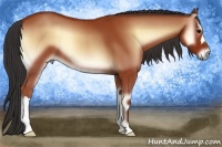 Horse Color:Bay Onyx 
