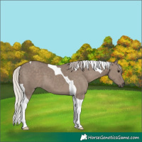 Horse Color:Silver Grullo Tobiano