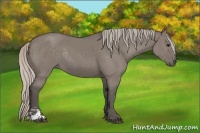 Horse Color:Silver Grullo Sabino Rabicano