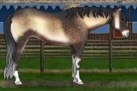 Horse Color:Bay Onyx 