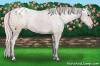 Horse Color:Nacre Silver Brown Ice Sabino Appaloosa 