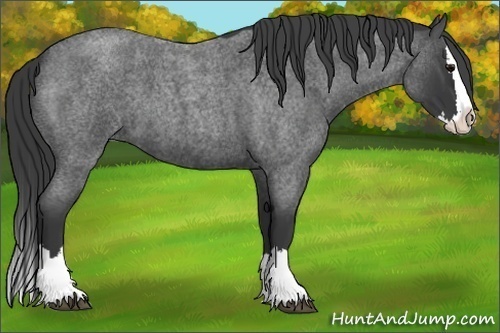 Horse Color:Blue Roan Splash