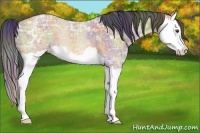 Horse Color:Nacre Bay Ice Dun Splash