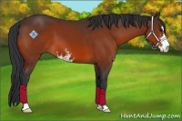Horse Color:Bay Sabino 