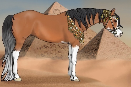 Horse Color:Bay Sabino 
