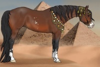 Horse Color:Bay Sabino 