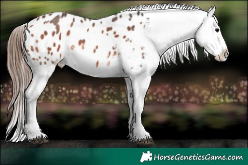 Horse Color:Brown Sabino Blanket 