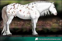 Horse Color:Brown Sabino Appaloosa 
