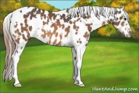 Horse Color:White Spotted Buckskin Near Leopard 
