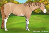 Horse Color:Gold Champagne Sabino