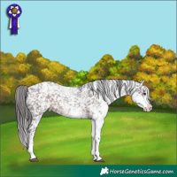 Horse Color:White Spotted Brown Appaloosa 