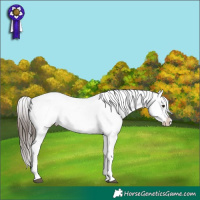 Horse Color:White Spotted Brown Appaloosa 