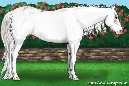 Horse Color:Silver Black Sabino 