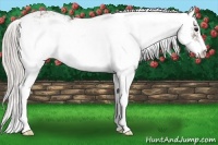 Horse Color:Silver Black Sabino 
