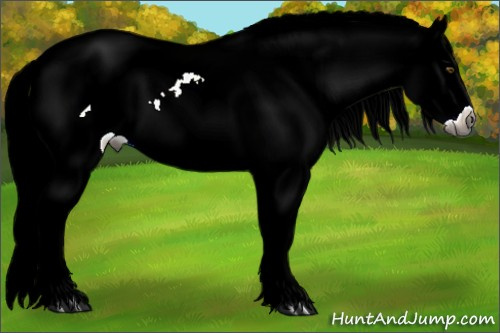 Horse Color:Gray Palomino Dun Splash Appaloosa Rabicano 