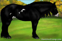 Horse Color:Gray Palomino Dun Splash Appaloosa Rabicano 