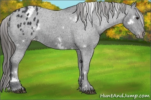 Horse Color:White Spotted Black Appaloosa