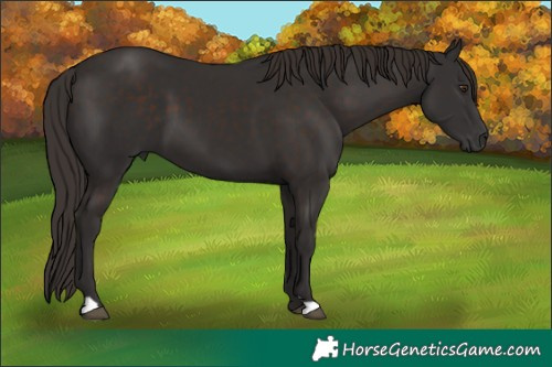 Horse Color:Liver Chestnut 