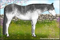 Horse Color:White Spotted Blue Roan Rabicano  Brindle