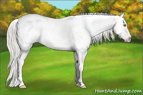 Horse Color:Silver Black Pearl Sabino Frame Varnish Rabicano 