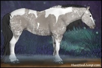 Horse Color:White Spotted Grullo Ice Tobiano Rabicano