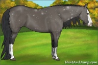 Horse Color:Grullo Sabino Splash 