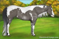Horse Color:White Spotted Grullo Splash Tobiano