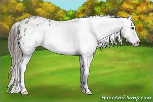 Horse Color:Grullo Sabino Frame Varnish 