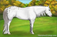 Horse Color:Grullo Sabino Frame Varnish 