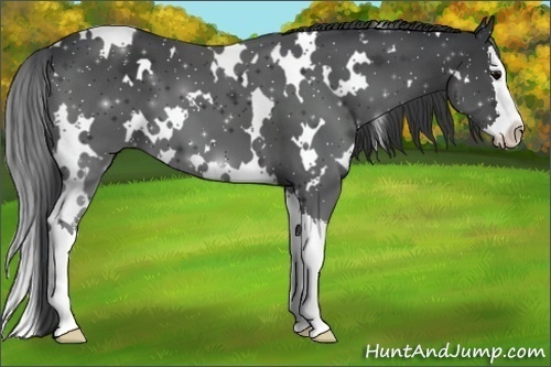 Horse Color:White Spotted Black Splash