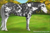Horse Color:Black Sabino Splash 