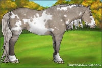 Horse Color:White Spotted Silver Grullo Frame