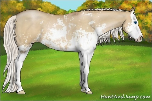 Horse Color:Silver Grullo Pearl Sabino Splash