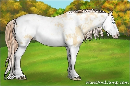 Horse Color:Classic Champagne Pearl Dun Sabino Splash 
