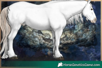 Horse Color:White Spotted Liver Chestnut Appaloosa  and White Spotted Liver Chestnut Appaloosa 