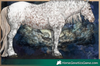 Horse Color:White Spotted Liver Chestnut Appaloosa and White Spotted Liver Chestnut Appaloosa