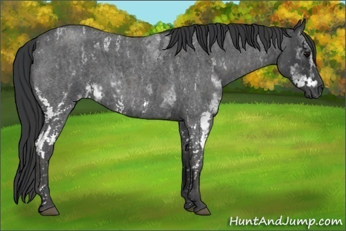 Horse Color:White Spotted Blue Roan Splash Frame Rabicano Brindle