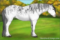 Horse Color:White Spotted Blue Roan Rabicano  and White Spotted Blue Roan Rabicano 