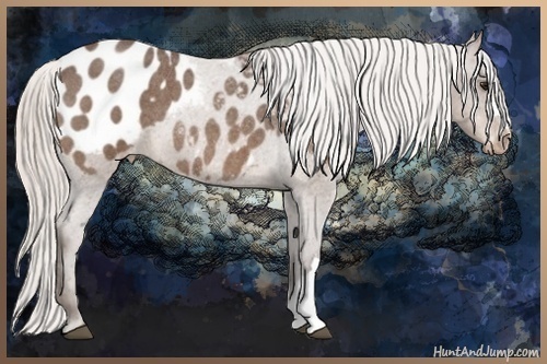 Horse Color:Silver Bay Roan Appaloosa 