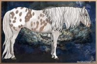 Horse Color:Silver Bay Roan Appaloosa 