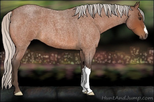 Horse Color:Silver Bay Roan 
