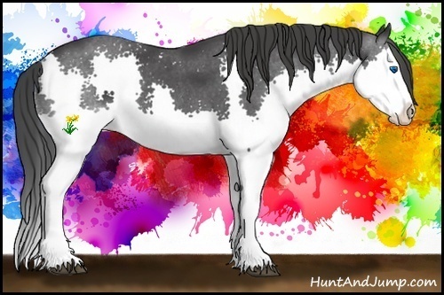 Horse Color:Black Splash Rabicano